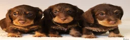 Miniature Dachshund dogs for sale: Choco+Wirehaired+5*Licensed+Kc+Praclear+Vetchecked - Advert 19