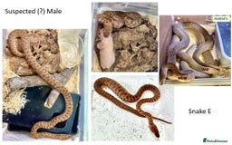 Python Snake reptiles for sale: Children’s Pythons (Antaresia childreni) - Image 5