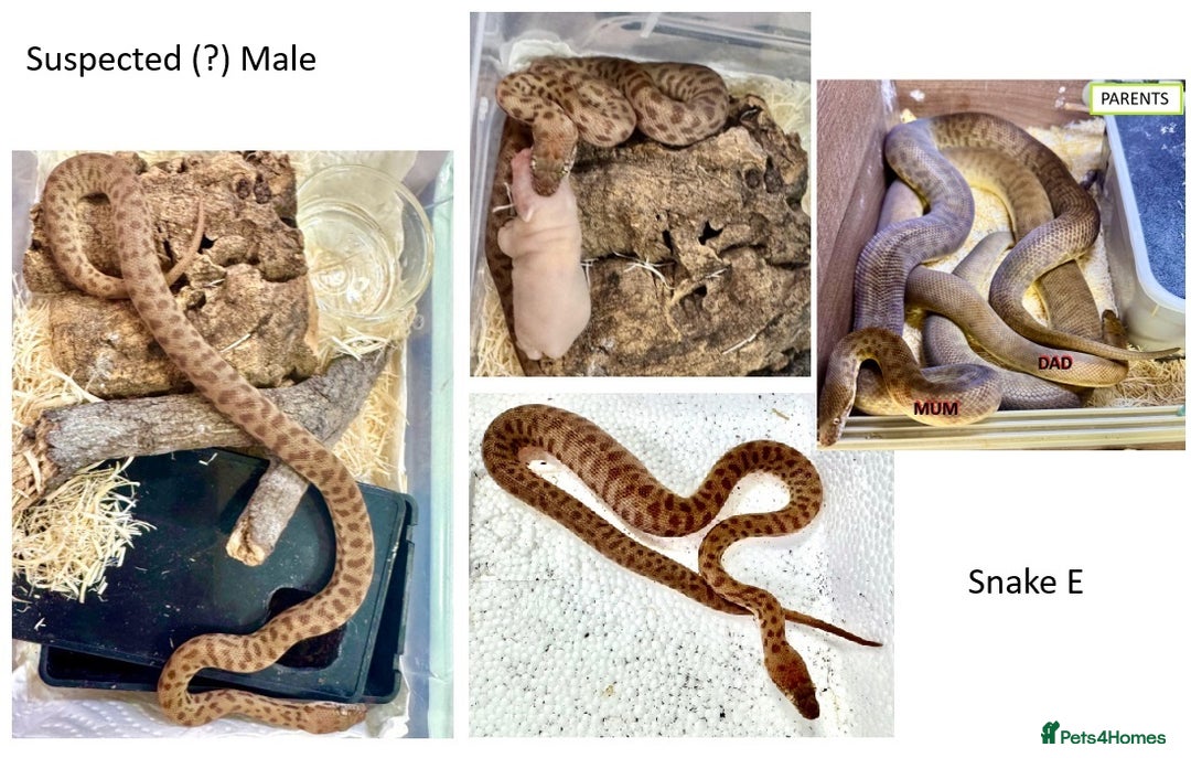Python Snake reptiles for sale: Children’s Pythons (Antaresia childreni) - Image 5