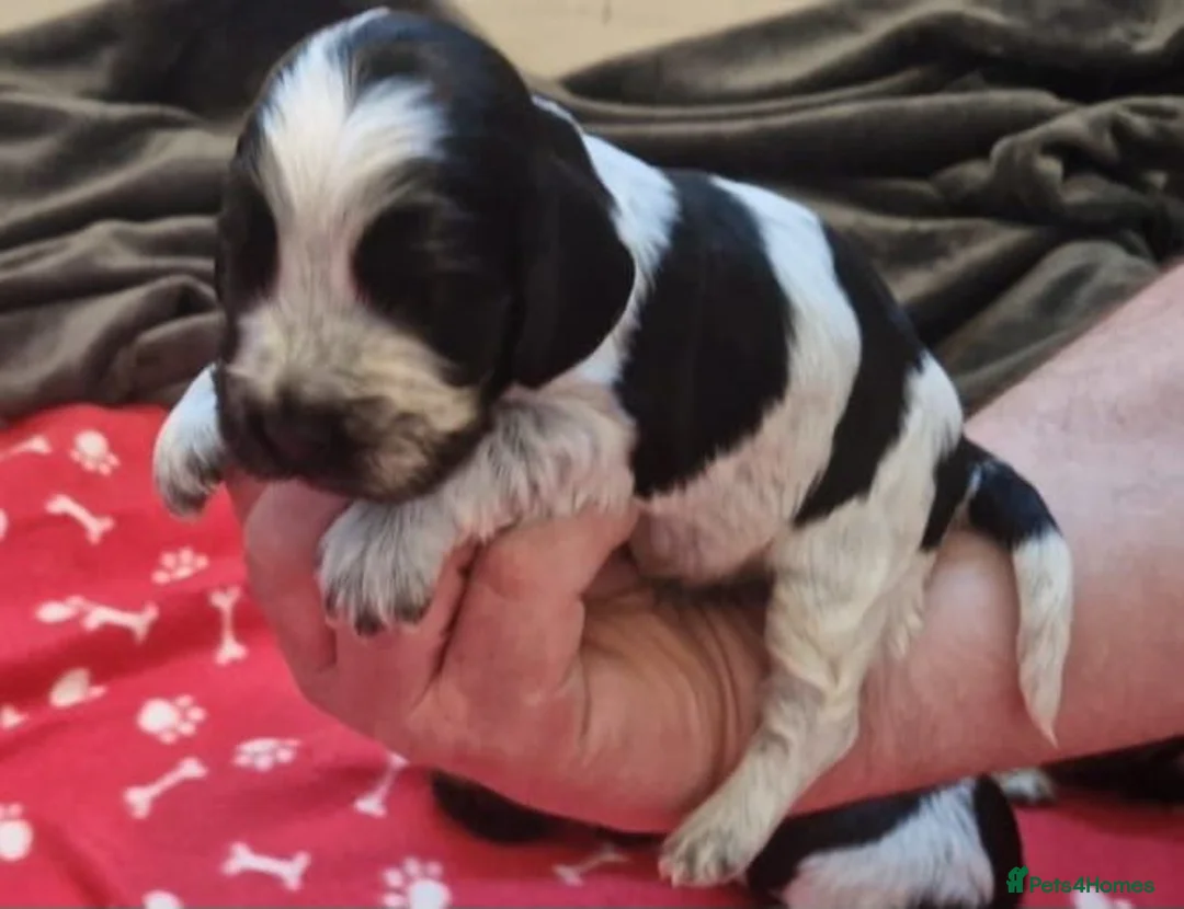 Cocker Spaniel dogs for sale: Kc reg show cocker spaniels fully health tested  - Advert 21