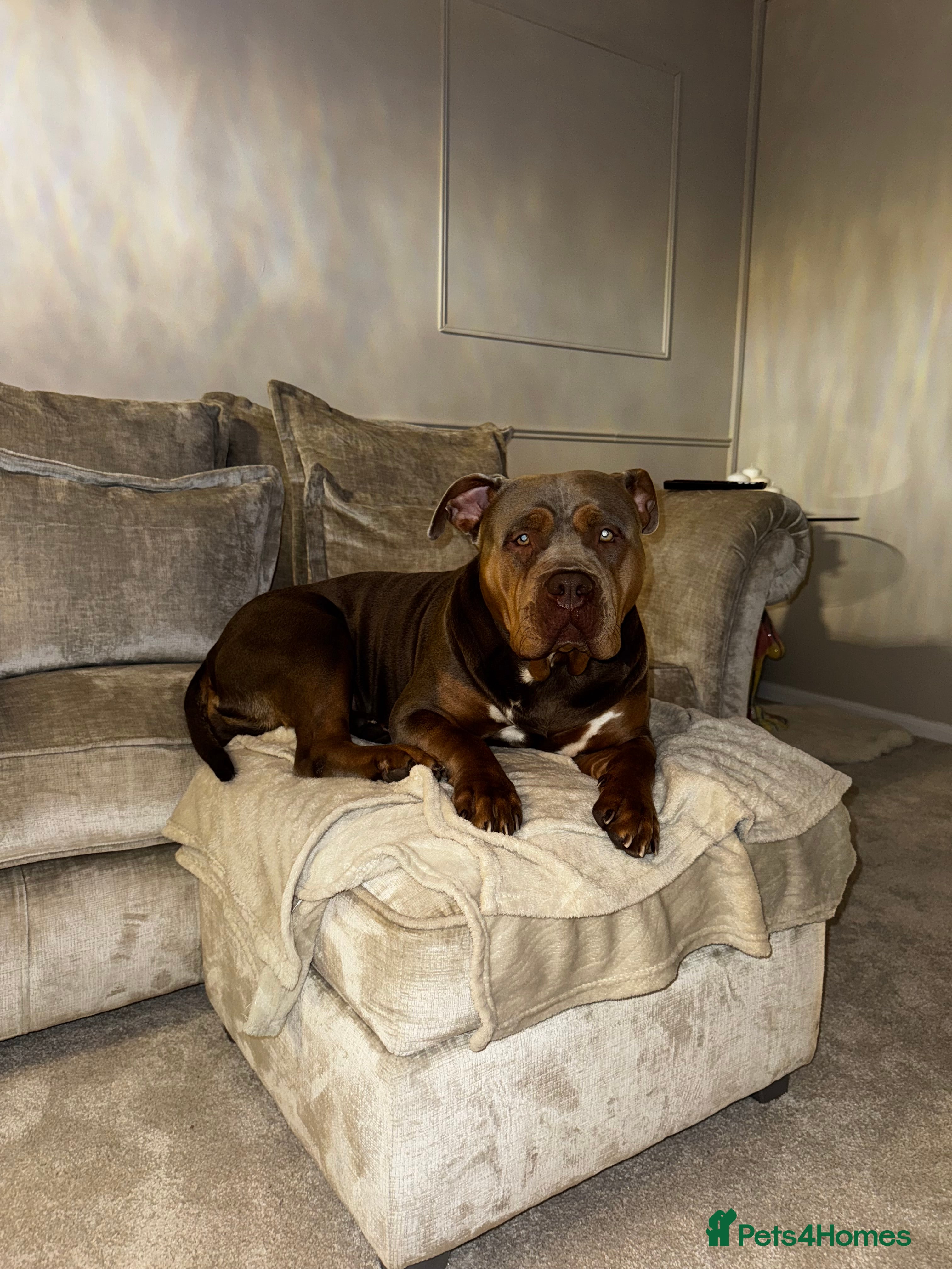 American Bully dogs Lilo the standard bully  - Advert 3