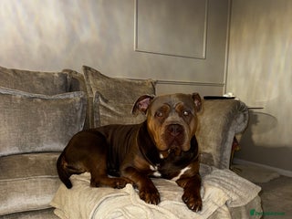 American Bully dogs Lilo the standard bully - Advert 2