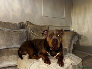 American Bully dogs Lilo the standard bully - Advert 14