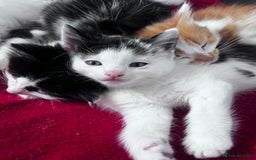Mixed Breed cats for sale: Gorgeous Fluffy Kittens - Image 12