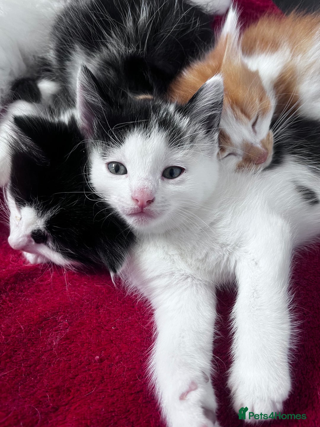 Mixed Breed cats for sale: Gorgeous Fluffy Kittens - Image 12