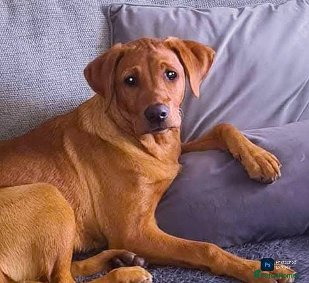 Labrador Retriever dogs for sale: FTCH LABRADOR RETRIEVER PUPPY WAITING LIST - Image 5