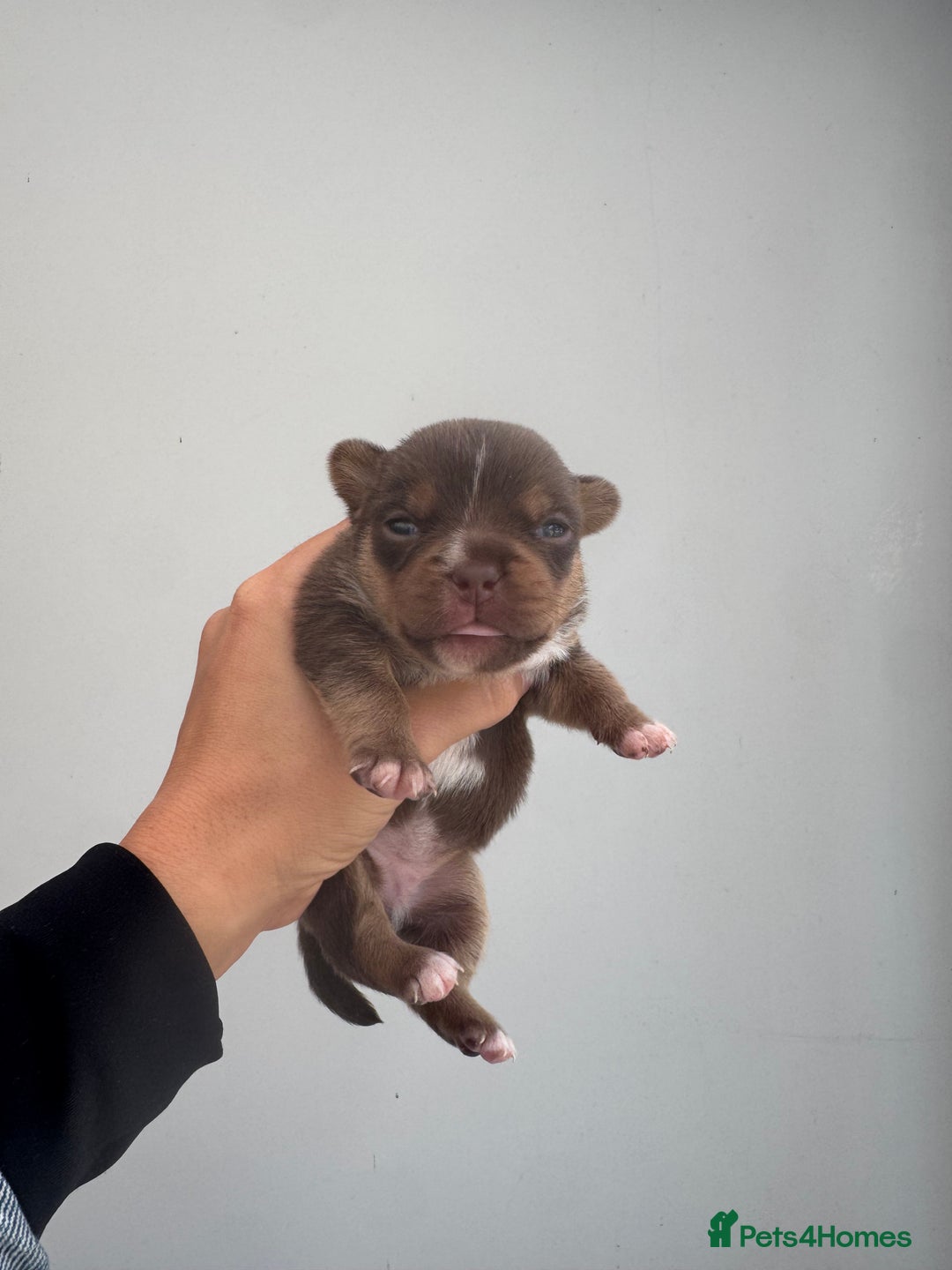 Jack Russell dogs for sale: Jack Russell puppy’s.  - Advert 4