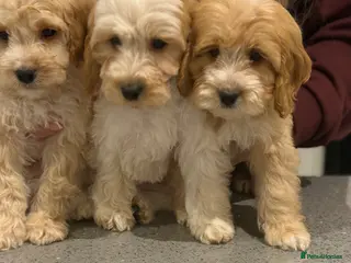 Cavapoo dogs F1 CAVAPOOS BOYS AND GIRLS - Advert 4