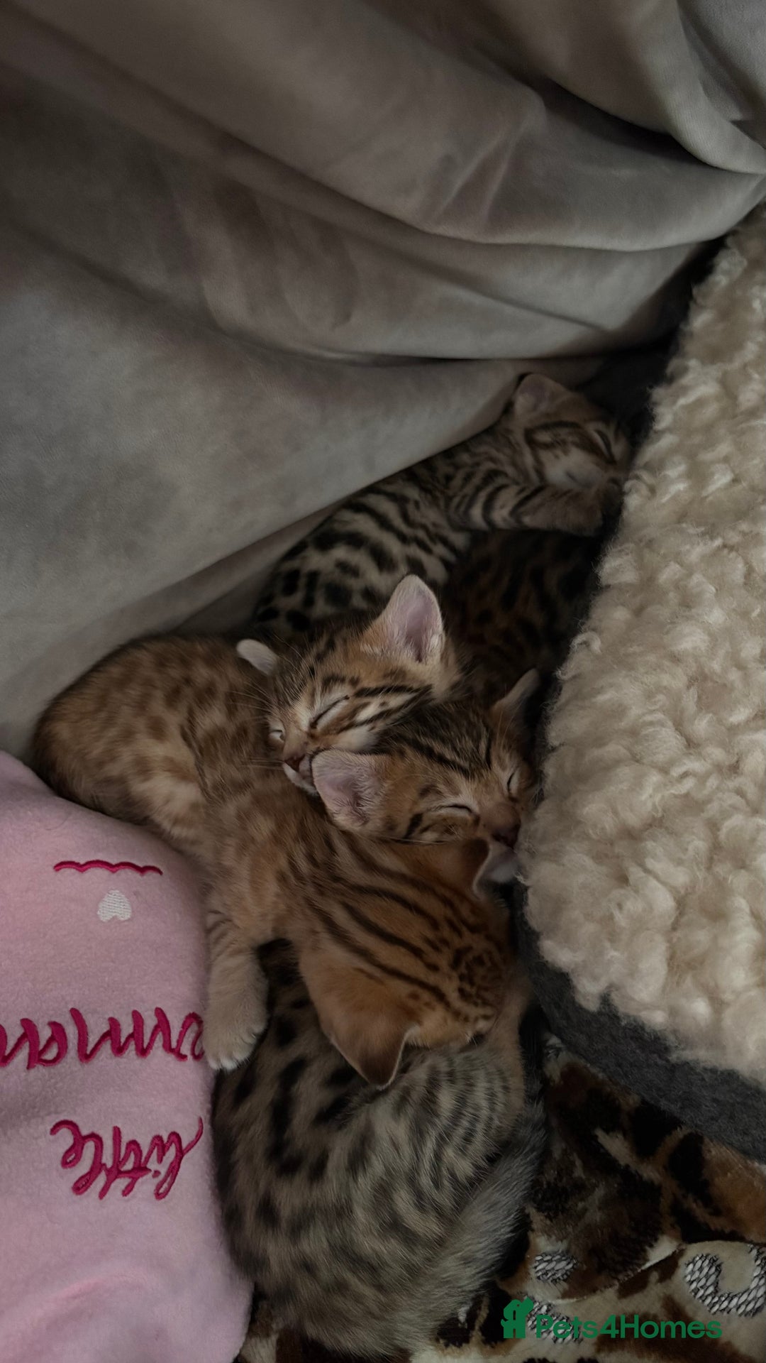 Bengal cats for sale: Pure Bengal Kittens For sale  - Advert 6