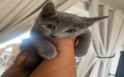 Russian Blue cats for sale: 5 Pure Pedigree Russian Blue Kittens *LAST MALE* - Image 3