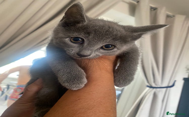 Russian Blue cats - Advert 2