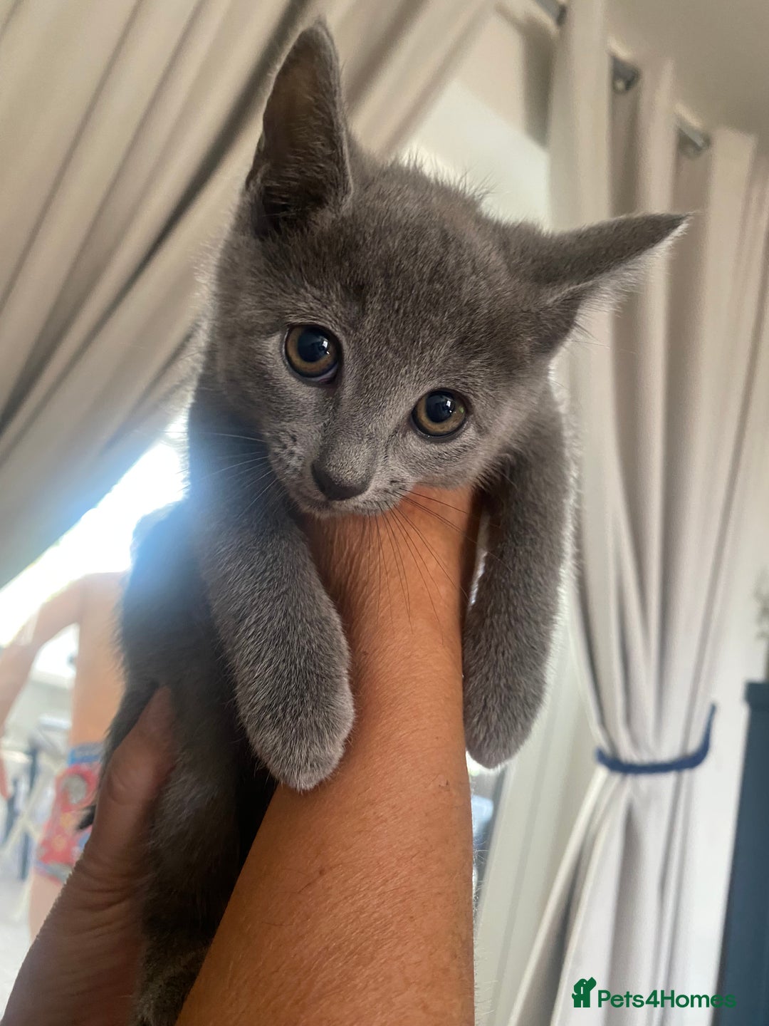 Russian Blue cats for sale: 5 Pure Pedigree Russian Blue Kittens *LAST MALE* - Image 3