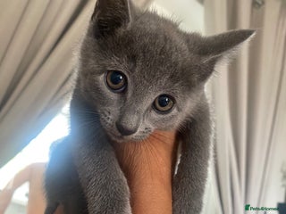 Russian Blue cats - Advert 19
