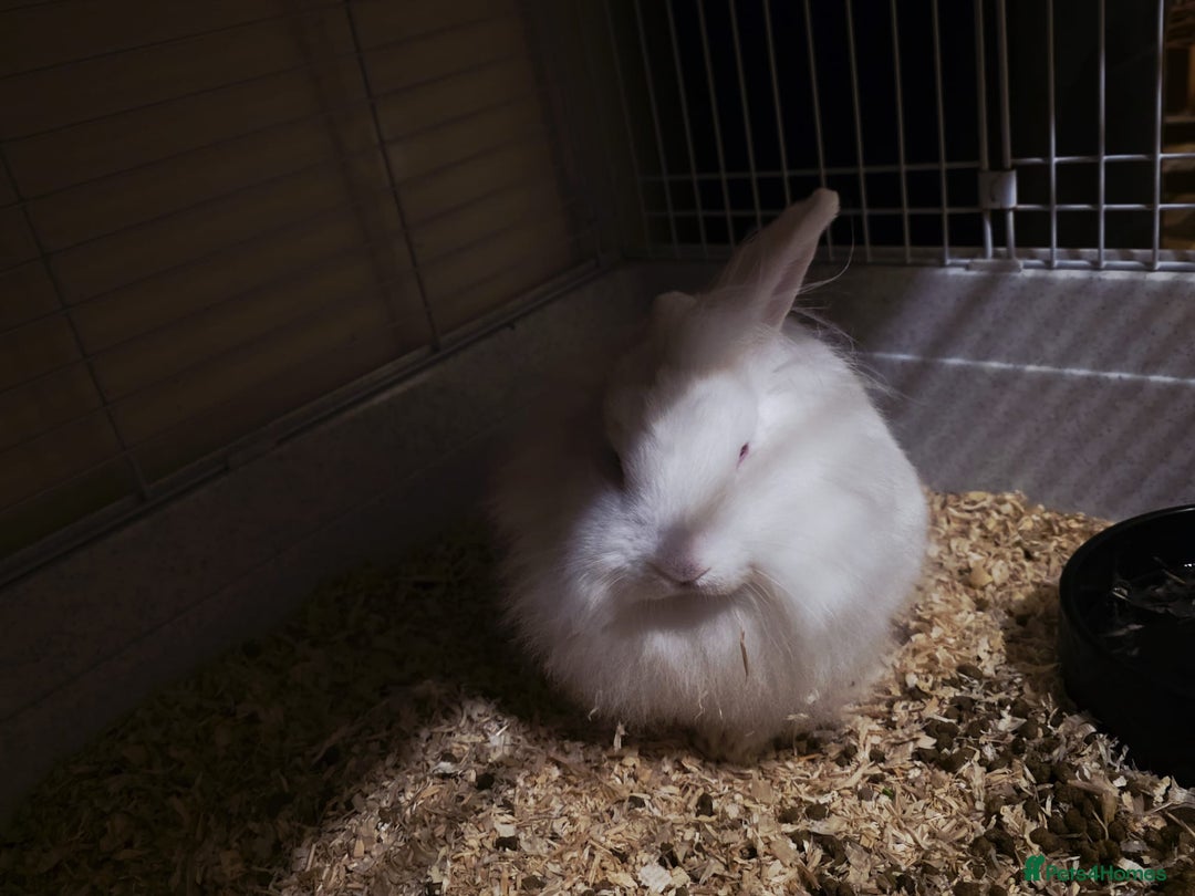 Lionhead rabbits for sale: Lionhead forsale - Advert 5