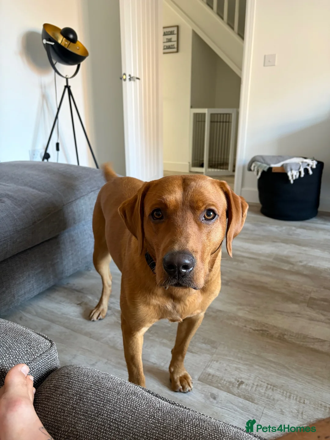 Labrador Retriever dogs for sale: Ted - 18 months old  in Worcester - Advert 2