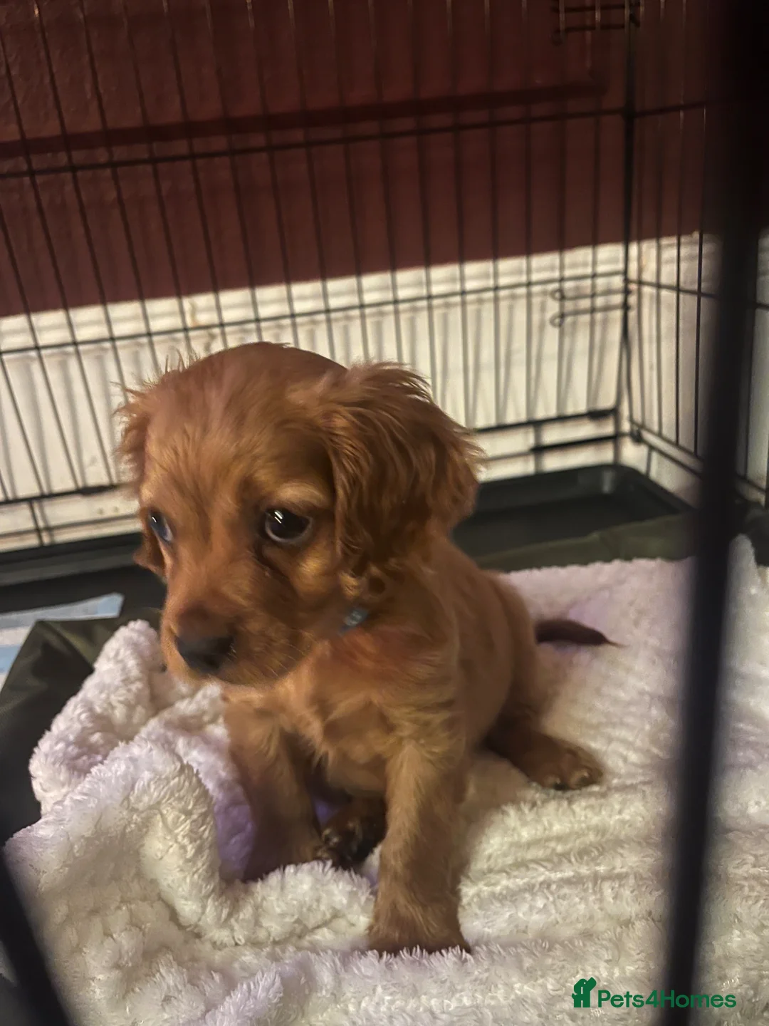 Cavapoo dogs for sale: Puppy for sale 8 weeks old. Cavapoo - Advert 2