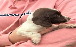 English Springer Spaniel dogs for sale: Springer spaniel puppies - Image 1