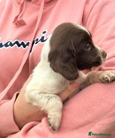 English Springer Spaniel dogs - Advert 3