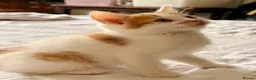 Mixed Breed cats for sale: Loving Kittens Looking for Their Forever Homes - Advert 4