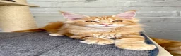 Maine Coon cats for sale: TICA Pedigree Massive Red Kittens - Advert 28