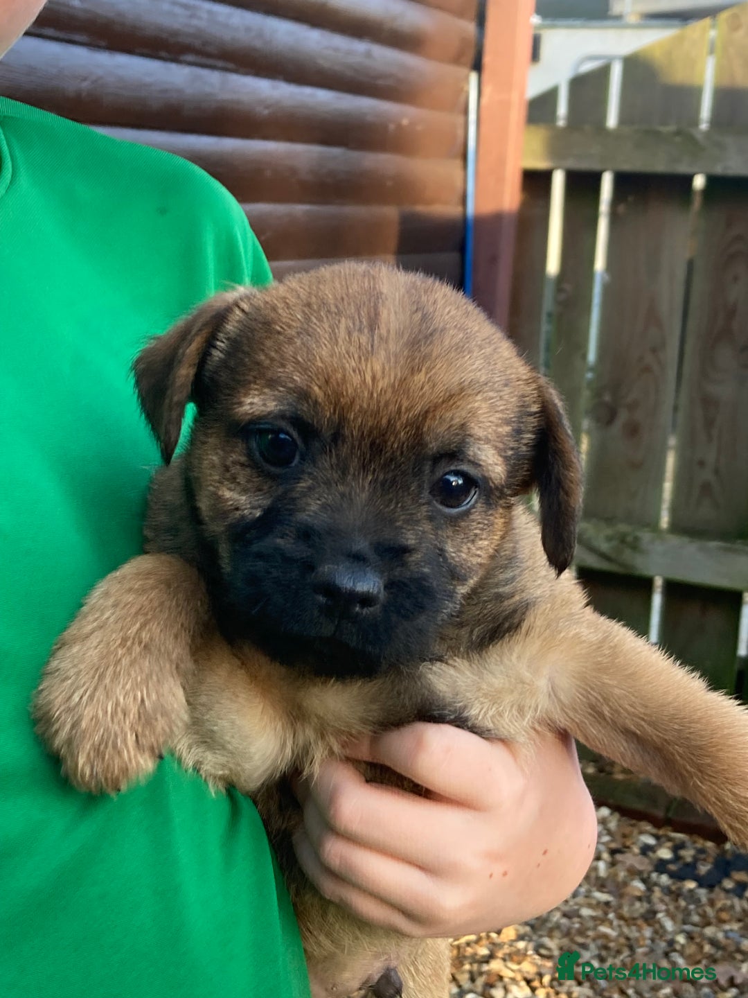 Border Terrier dogs for sale: Pure border terrier puppies  - Advert 15
