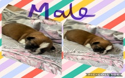 Shih Tzu dogs for sale: 3 males and 1 shiz tzu puppies for sale  - Image 4