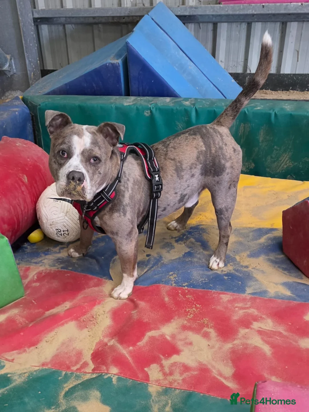 Staffordshire Bull Terrier dogs for adoption: Pumba  - Advert 1