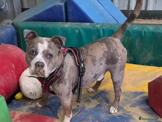 Staffordshire Bull Terrier dogs Pumba - Advert 2