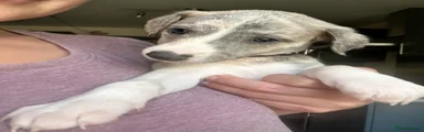 Whippet 5