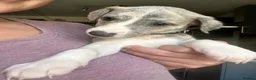 Whippet dogs for sale: KC registered whippet puppies  - Advert 11
