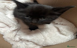 Domestic Shorthair cats for sale: Black shorthair kitten - Image 3