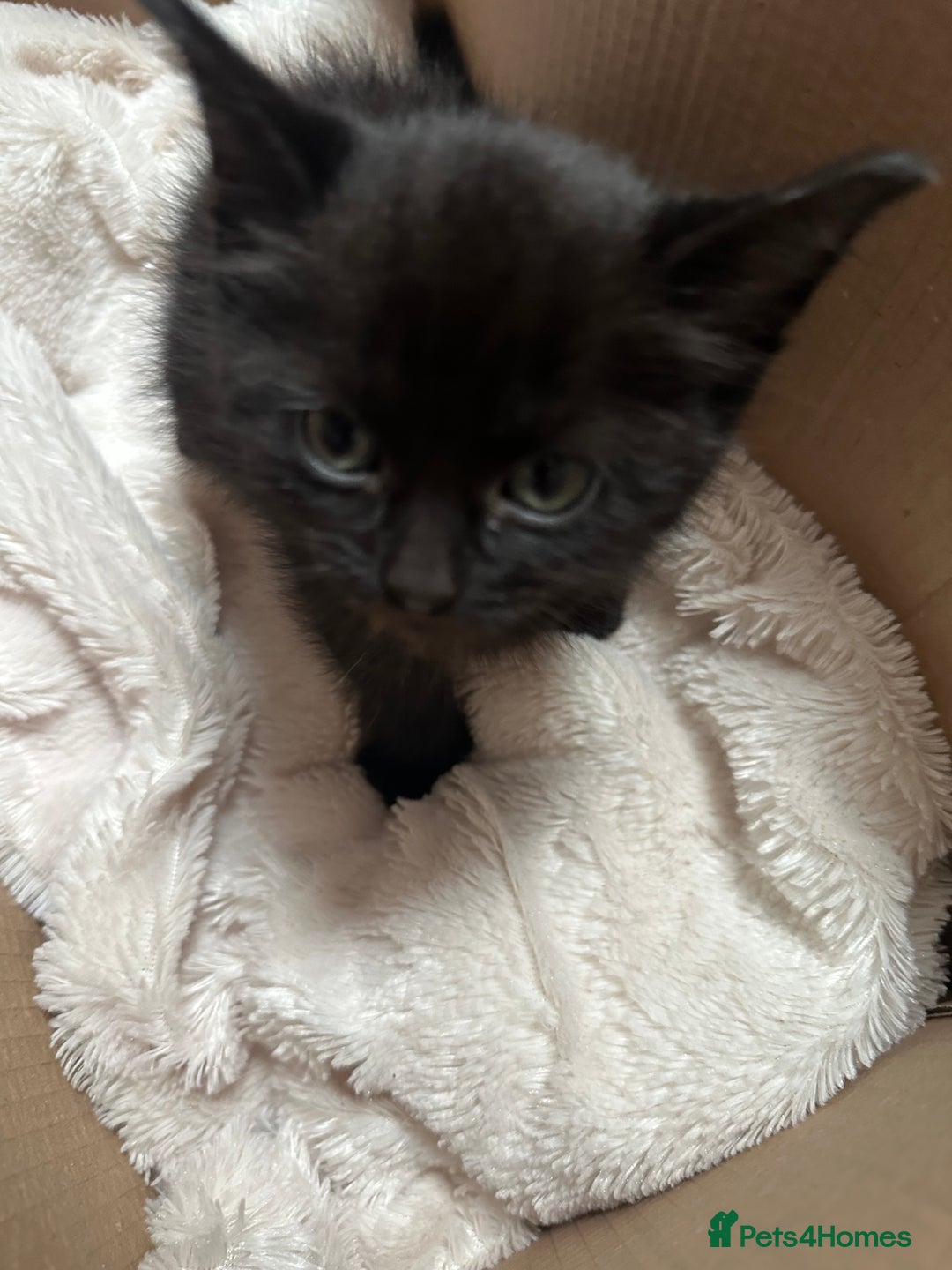Domestic Shorthair cats for sale: Black shorthair kitten - Image 3