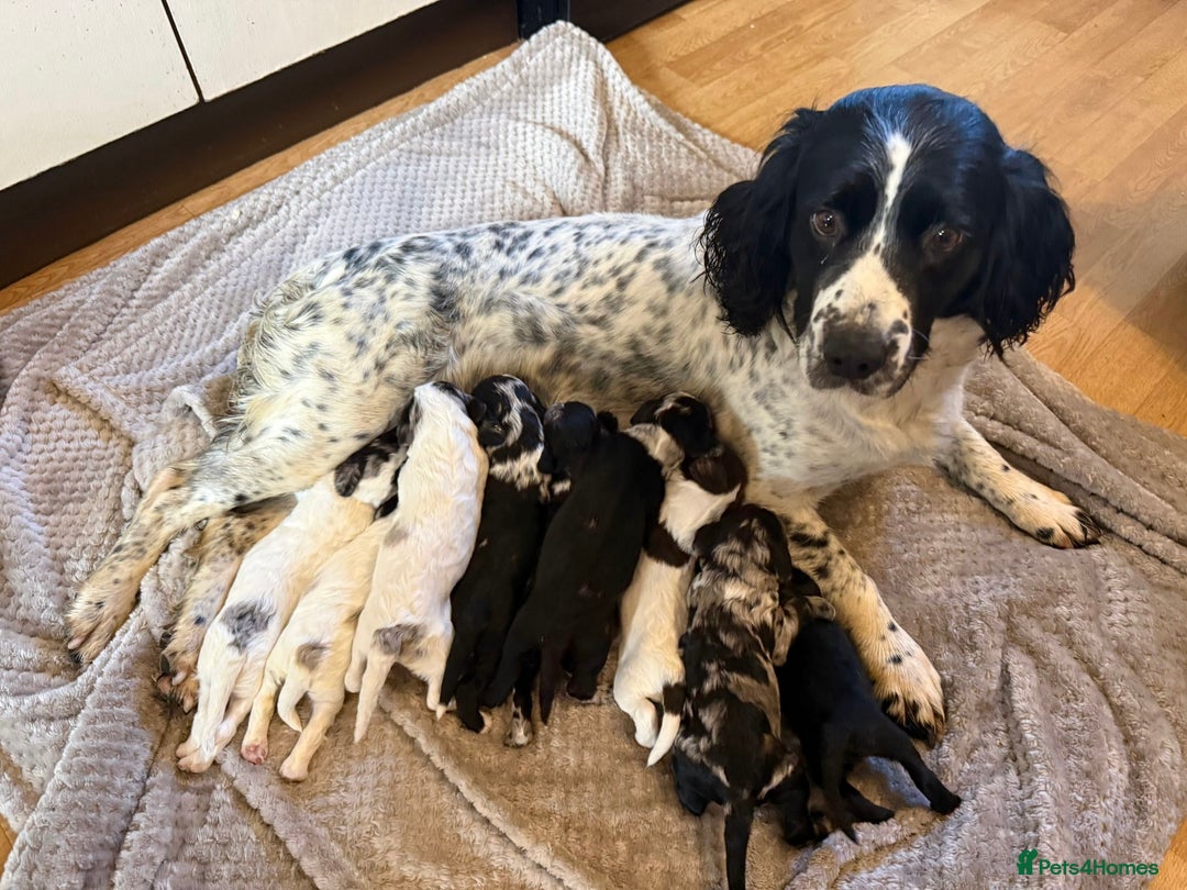 Sproodle dogs for sale: Merle F1 Sproodles 5⭐️Licenced Breeder full DNA - Advert 25