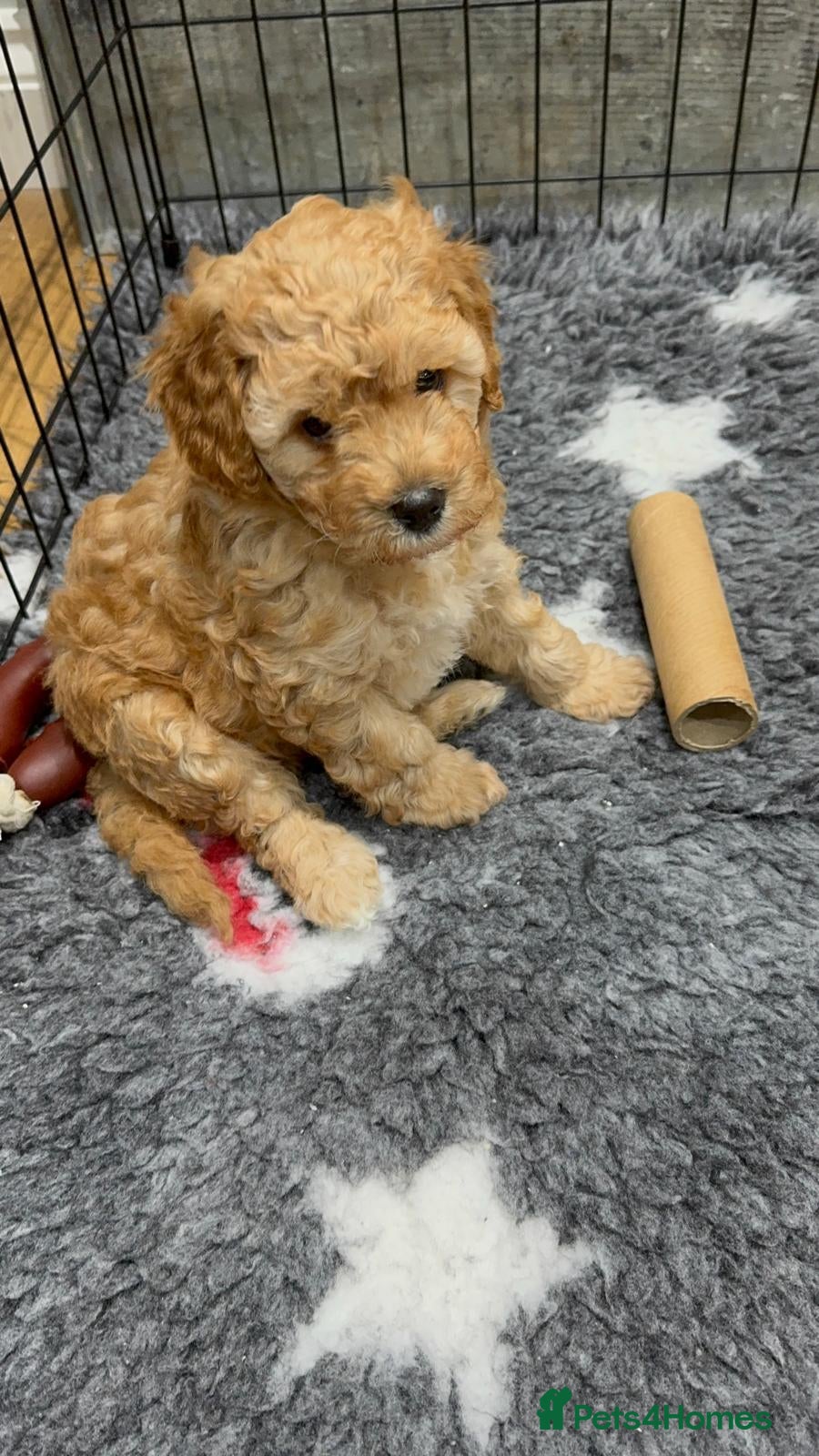 Cavapoo dogs Two Gorgeous Cavapoo Boys from a family home  - Advert 3