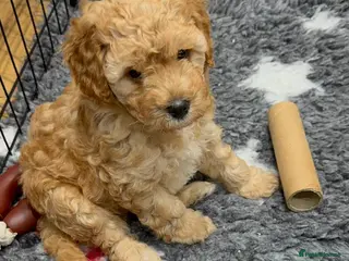 Cavapoo dogs Two Gorgeous Cavapoo Boys from a family home - Advert 3