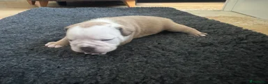 Old Tyme Bulldog Puppy 5