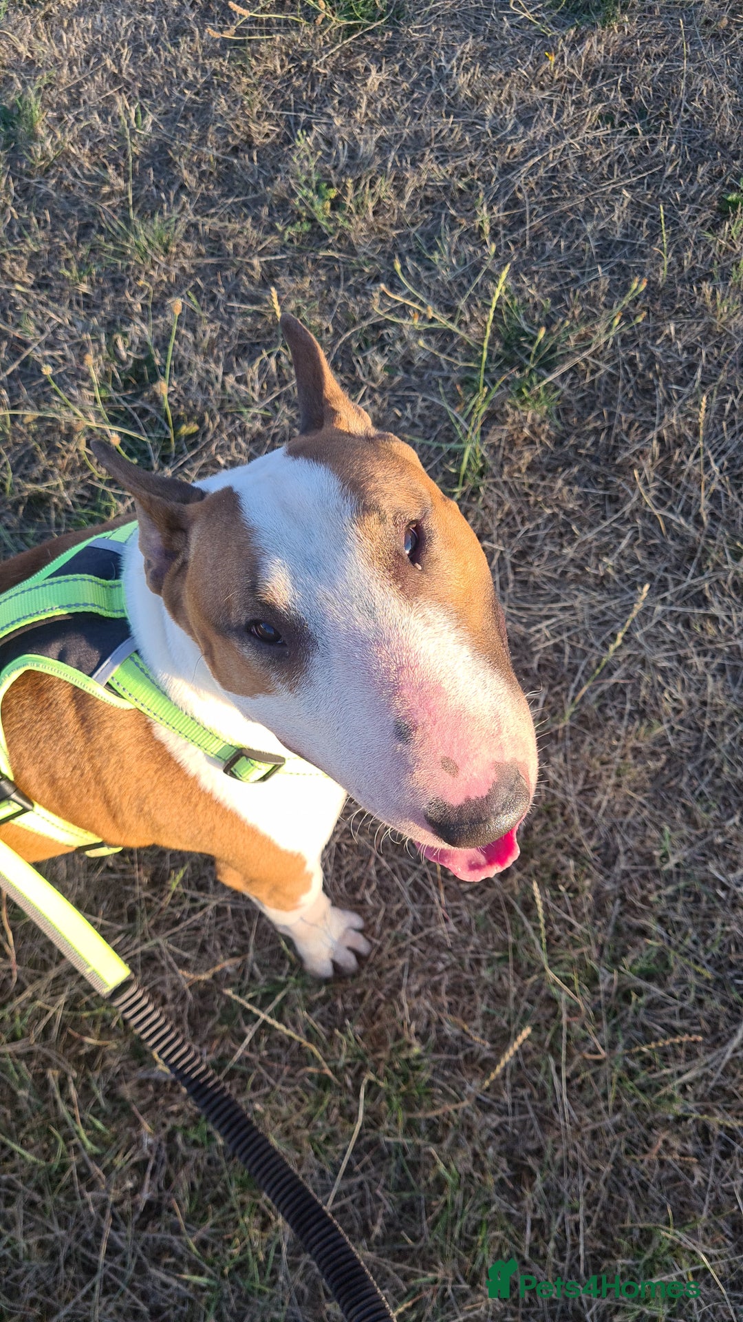 English Bull Terrier dogs for stud: Proven English bull terrier for stud in Ashford - Advert 7