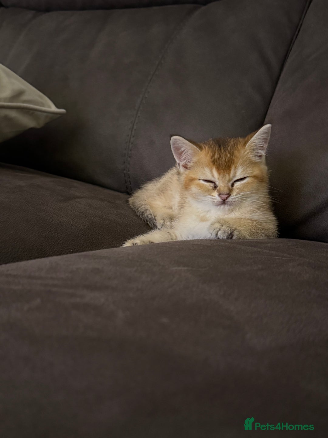 British Shorthair cats for sale: Beautiful rare litter of shorthair kittens - Image 7