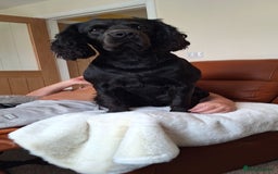 Cocker Spaniel dogs for stud: Black Velvet of Barnsley  - Image 2
