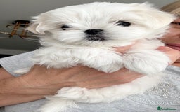 Maltese dogs for sale: 🌟Stunning Tiny Korean Maltese KC Reg🌟 - Advert 15
