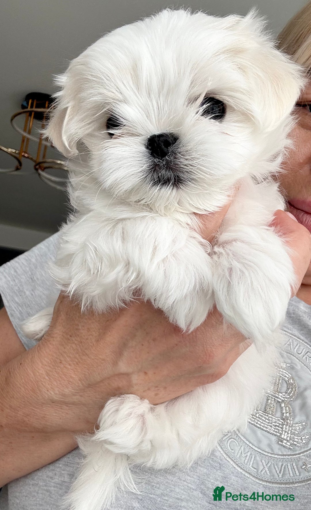Maltese dogs for sale: 🌟Stunning Tiny Korean Maltese KC Reg🌟 - Advert 15