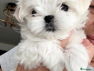 Maltese dogs - Advert 5