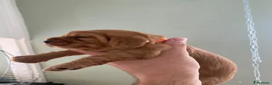 Cocker Spaniel 4