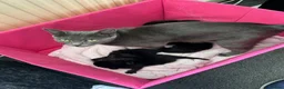 Mixed Breed cats for sale: Last 2 male kittens.. ready to go! - Advert 2