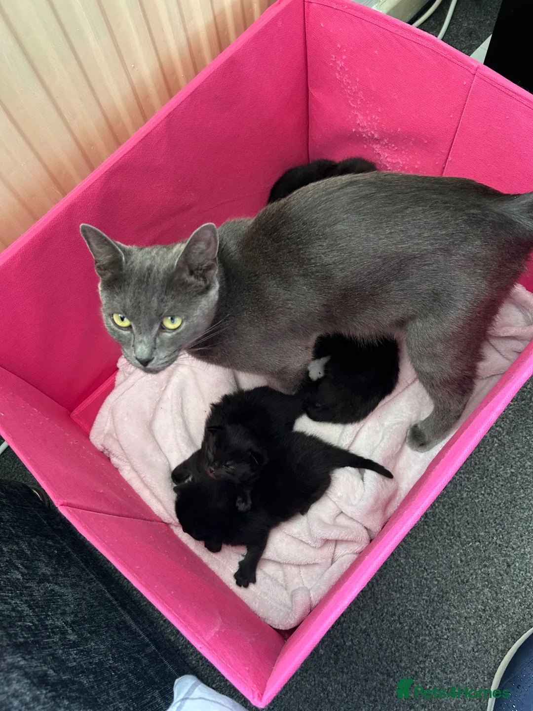 Mixed Breed cats for sale: Last 2 male kittens.. ready to go! - Advert 2