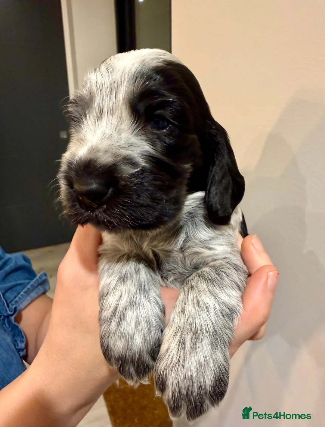 Cocker Spaniel dogs for sale: Gorgeous KC/Full Health Cocker Spaniel show type - Advert 26