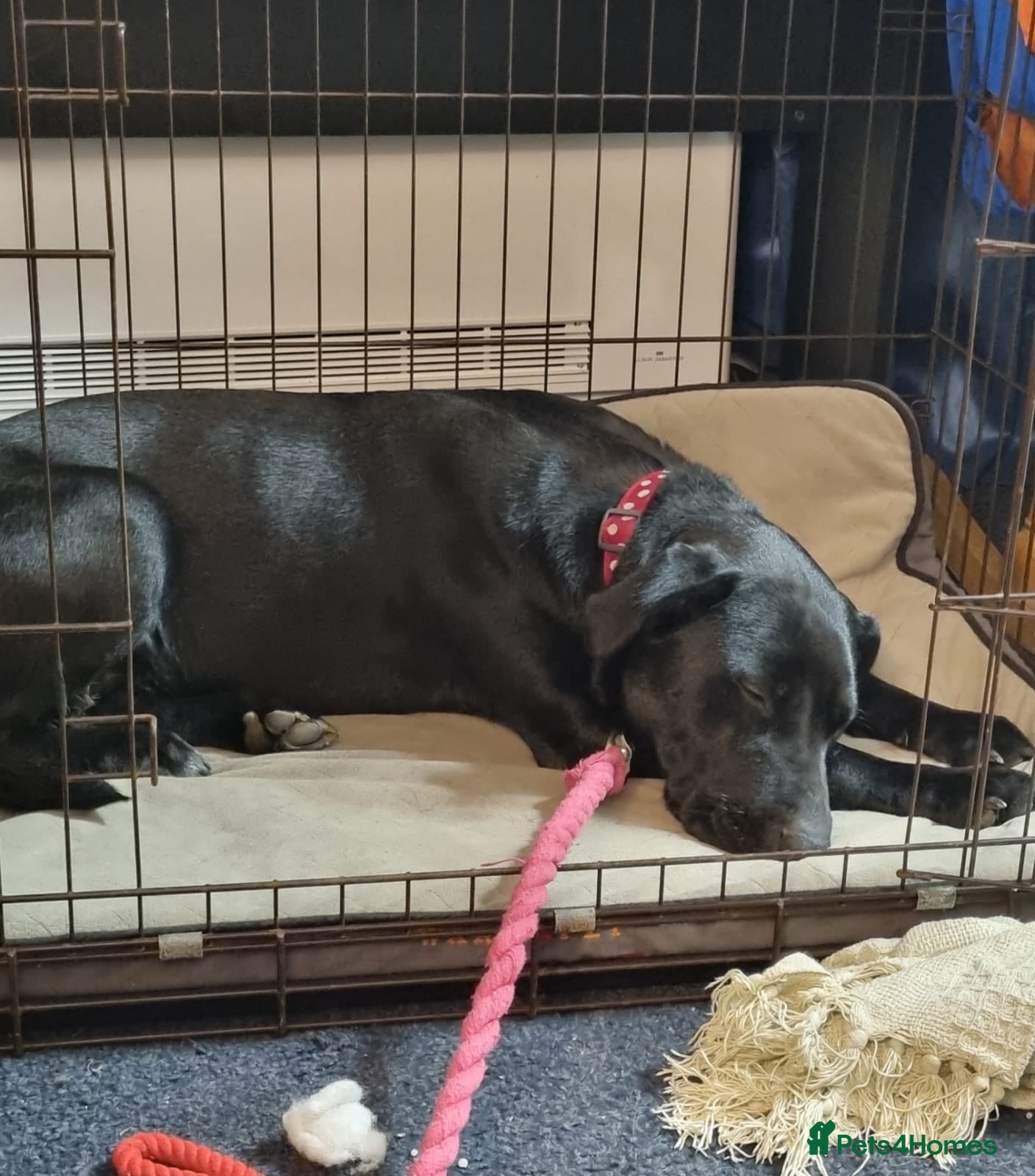 Mixed Breed dogs URGENT FOSTER NEEDED:💖NICOL💖 3 yo Labrador girl - Advert 1