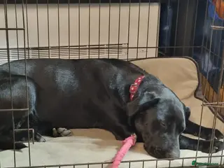 Mixed Breed dogs URGENT FOSTER NEEDED:๐NICOL๐ 3 yo Labrador girl - Advert 1