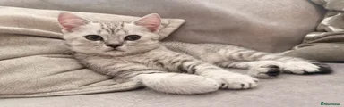 Tabby male