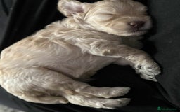 Cockapoo dogs for sale: Beautiful Female Fb1 cockapoo - Image 6